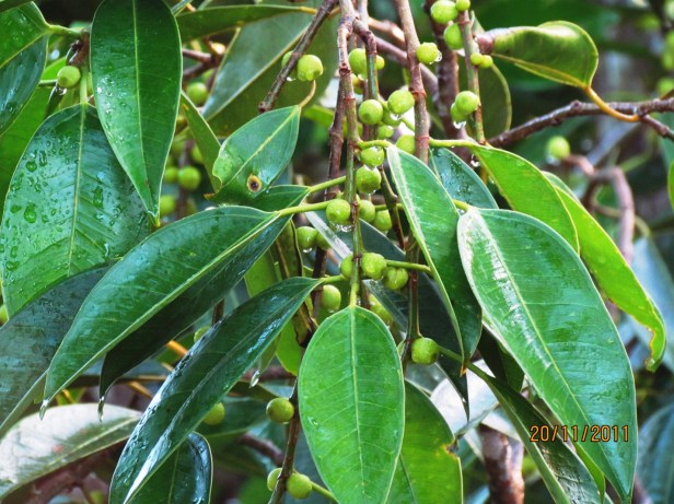 Ficus binnendijki BCW IMG_1170