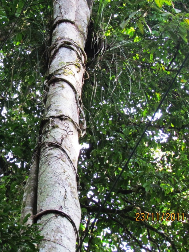 Ficus binnendijki BCWIMG_2424.JPG