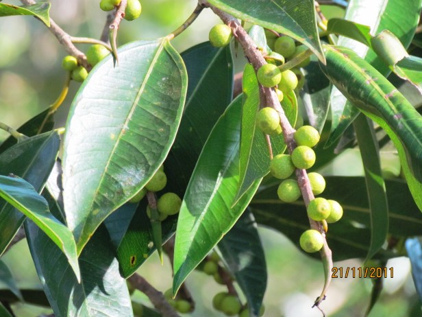 Ficus binnendijki IMG_1441.JPG