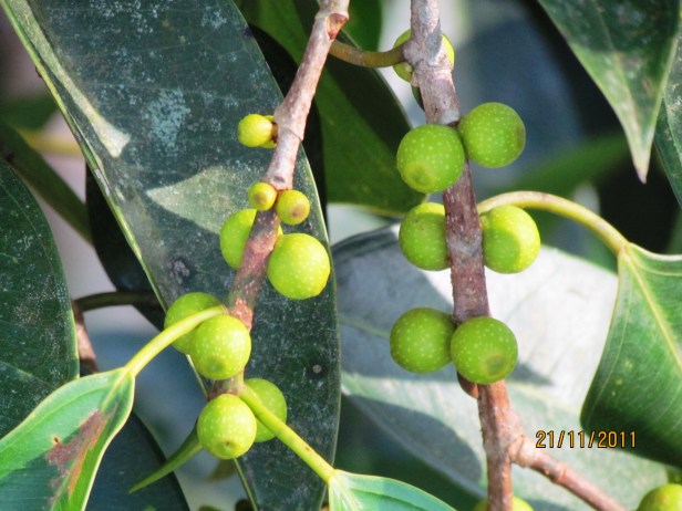 Ficus binnendijki MG_1448.JPG