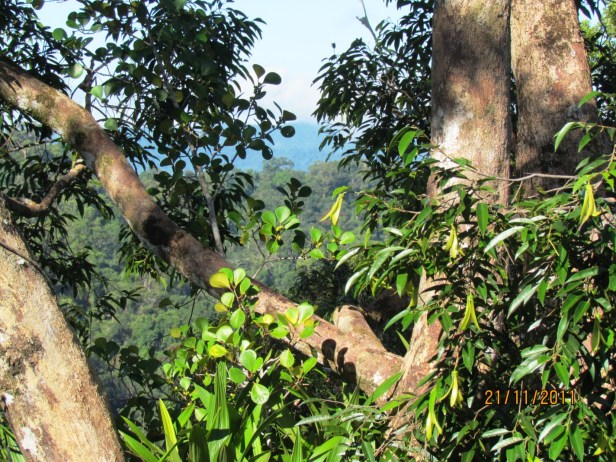 FICUS DELTOIDEA IMG_1472