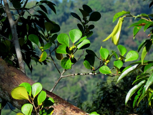FICUS DELTOIDEA IMG_1477.JPG